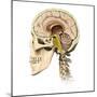 Cutaway View of Human Skull Showing Brain Details, Side View-null-Mounted Art Print