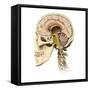 Cutaway View of Human Skull Showing Brain Details, Side View-null-Framed Stretched Canvas