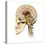 Cutaway View of Human Skull Showing Brain Details, Side View-null-Stretched Canvas