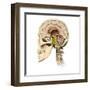 Cutaway View of Human Skull Showing Brain Details, Side View-null-Framed Art Print