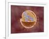 Cutaway View of Reoviridae Virus Showing Dna Inside-null-Framed Art Print