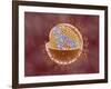 Cutaway View of Reoviridae Virus Showing Dna Inside-null-Framed Art Print