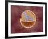 Cutaway View of Reoviridae Virus Showing Dna Inside-null-Framed Art Print