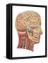 Cutaway View of the Head and Neck, Side View-Found Image Press-Framed Stretched Canvas