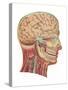 Cutaway View of the Head and Neck, Side View-Found Image Press-Stretched Canvas