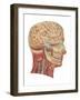 Cutaway View of the Head and Neck, Side View-Found Image Press-Framed Giclee Print