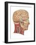 Cutaway View of the Head and Neck, Side View-Found Image Press-Framed Giclee Print