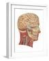 Cutaway View of the Head and Neck, Side View-Found Image Press-Framed Giclee Print