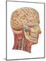 Cutaway View of the Head and Neck, Side View-Found Image Press-Mounted Giclee Print