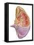 Cutaway View of the Human Kidney and Adrenal Gland-null-Framed Stretched Canvas