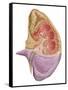 Cutaway View of the Human Kidney and Adrenal Gland-null-Framed Stretched Canvas