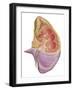 Cutaway View of the Human Kidney and Adrenal Gland-null-Framed Art Print