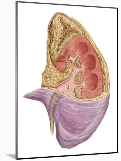 Cutaway View of the Human Kidney and Adrenal Gland-null-Mounted Art Print