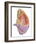 Cutaway View of the Human Kidney and Adrenal Gland-null-Framed Art Print