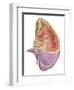 Cutaway View of the Human Kidney and Adrenal Gland-null-Framed Art Print