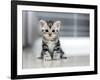 Cute American Shorthair Cat Kitten-Top Photo Engineer-Framed Photographic Print