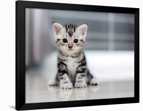 Cute American Shorthair Cat Kitten-Top Photo Engineer-Framed Photographic Print