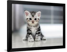 Cute American Shorthair Cat Kitten-Top Photo Engineer-Framed Photographic Print