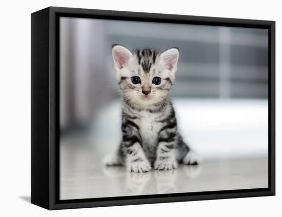 Cute American Shorthair Cat Kitten-Top Photo Engineer-Framed Stretched Canvas