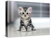 Cute American Shorthair Cat Kitten-Top Photo Engineer-Stretched Canvas