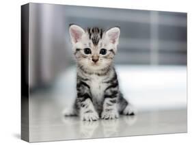 Cute American Shorthair Cat Kitten-Top Photo Engineer-Stretched Canvas