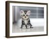 Cute American Shorthair Cat Kitten-Top Photo Engineer-Framed Photographic Print