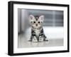 Cute American Shorthair Cat Kitten-Top Photo Engineer-Framed Photographic Print