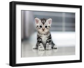 Cute American Shorthair Cat Kitten-Top Photo Engineer-Framed Photographic Print