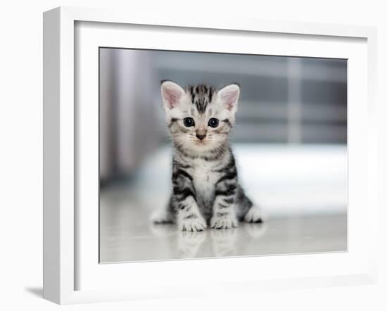 Cute American Shorthair Cat Kitten-Top Photo Engineer-Framed Photographic Print