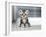 Cute American Shorthair Cat Kitten-Top Photo Engineer-Framed Photographic Print