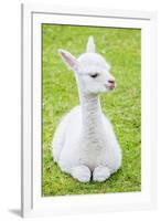 Cute Baby Alpaca-sinagrafie-Framed Photographic Print