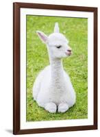 Cute Baby Alpaca-sinagrafie-Framed Photographic Print