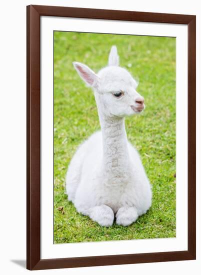 Cute Baby Alpaca-sinagrafie-Framed Photographic Print