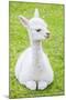 Cute Baby Alpaca-sinagrafie-Mounted Photographic Print