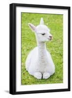 Cute Baby Alpaca-sinagrafie-Framed Premium Photographic Print