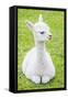 Cute Baby Alpaca-sinagrafie-Framed Stretched Canvas