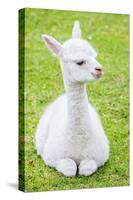 Cute Baby Alpaca-sinagrafie-Stretched Canvas