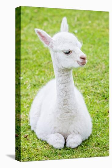 Cute Baby Alpaca-sinagrafie-Stretched Canvas