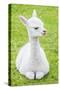 Cute Baby Alpaca-sinagrafie-Stretched Canvas