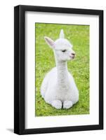 Cute Baby Alpaca-sinagrafie-Framed Photographic Print