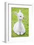 Cute Baby Alpaca-sinagrafie-Framed Photographic Print