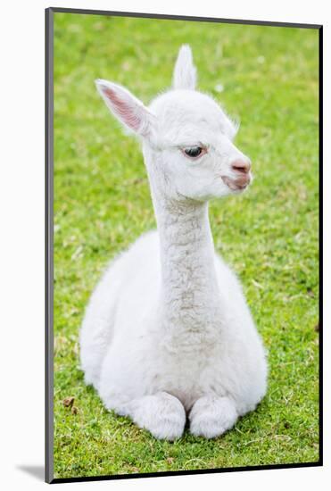 Cute Baby Alpaca-sinagrafie-Mounted Photographic Print