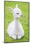 Cute Baby Alpaca-sinagrafie-Mounted Photographic Print