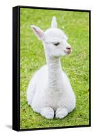 Cute Baby Alpaca-sinagrafie-Framed Stretched Canvas