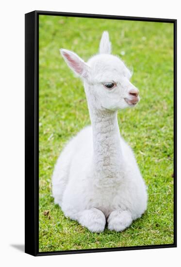 Cute Baby Alpaca-sinagrafie-Framed Stretched Canvas