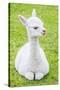 Cute Baby Alpaca-sinagrafie-Stretched Canvas