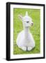 Cute Baby Alpaca-sinagrafie-Framed Photographic Print