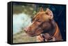 Cute Beautiful Dog Pit Bull-Irina Bg-Framed Stretched Canvas