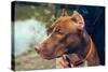 Cute Beautiful Dog Pit Bull-Irina Bg-Stretched Canvas