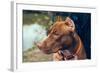 Cute Beautiful Dog Pit Bull-Irina Bg-Framed Photographic Print